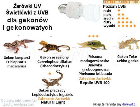 Jakie żarówki UVB wybrać dla gekonów, sklep terrarystyczny Warszawa